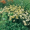 Achillea millefolium 'Hoffnung'