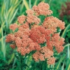 Achillea millefolium 'Lachsschönheit'