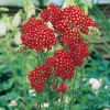 Achillea millefolium 'Paprika'