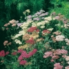 Achillea millefolium 'Summer Pastels'