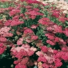 Achillea millefolium 'Wesersandstein'