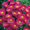 Erigeron 'Foerster's Liebling'