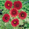 Gaillardia 'Burgunder'