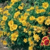 Gaillardia 'Chloe'