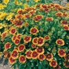 Gaillardia 'Dazzler'