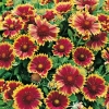 Gaillardia 'Nieske'