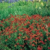 Helenium 'Crimson Beauty'