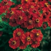 Helenium 'Crimson Beauty' dettaglio