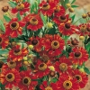 Helenium 'Rotkäppchen'