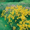 Helenium 'The Bishop'