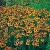 Helenium 'Windley'