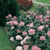 Rosa PRINCESSE DE MONACO ®  'Meimagarnic'