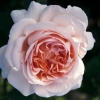 Rosa ANDRÉ LE NOTRE ®  'Meiceppus'