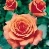 Rosa ADAGIO ®  'Cocamber'