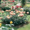 Rosa 'MADAME A. MEILLAND'