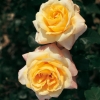 Rosa VIOLON D'INGRES ®  'Meibosuio'