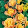 Rosa 'SUTTER'S GOLD'