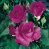 Rosa VIOLETTE PARFUMÉE ®  'Dorient'