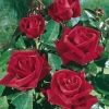 Rosa LE GRAND HUIT ®  'Adharman'