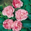 Rosa 'GROS DE PROVINS PANACHÉ' (1866)