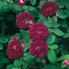 Rosa 'CARDINAL DE RICHELIEU' (1840)