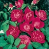 Rosa 'ROSERAIE DE L'HAY' (1901)