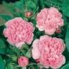 Rosa 'JACQUES CARTIER' (1868)