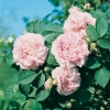 Rosa 'CUISSE DE NYMPHE' (1802)