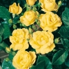 Rosa 'YELLOW HAMMER'