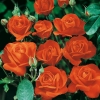 Rosa 'ORANGE SENSATION'