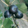 Fico 'Nero'