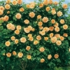 Rosa POLKA 91 ®  'Meitosier'