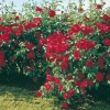 Rosa CRIMSON MEILLANDECOR ®  'Meiouscki'