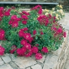 Rosa EMERA ®  'Noatraum'