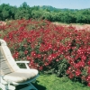 Rosa ROUGE MEILLANDECOR ®  'Meineble'