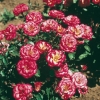 Rosa DOUCE SYMPHONIE ®  'Meibarke'