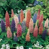 Lupinus 'Gallery'