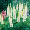 Lupinus 'La Demoiselle' ('Noble Maiden')