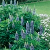 Lupinus 'Le Gentilhomme' ('The Governor')