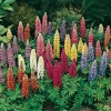 Lupinus 'Minarette'