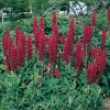 Lupinus 'Mon Château' ('My Castle')