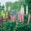 Lupinus 'La Châtelaine' ('The Chatelaine')