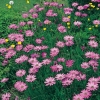 Osteospermum 'Tresco Pink'