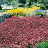 Saxifraga 'Purpurmantel'