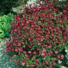 Saxifraga 'Ware's Crimson'