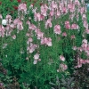 Sidalcea 'Elsie Heugh'