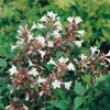 Abelia x GRANDIFLORA 'PROSTRATA' dettaglio