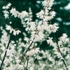 Abeliophyllum DISTICHUM (Forsythia bianca) dettaglio