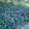 Ceanothus 'THYRSIFLORUS REPENS' tappezzante