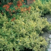 Euonymus 'EMERALD'N GOLD' tappezzante